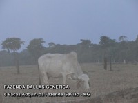 /album/a8%20vacas%20adquiridas%20da%20fazenda%20gavi%c3%a3o/fazenda-dallas-8-vacas-3-jpg/